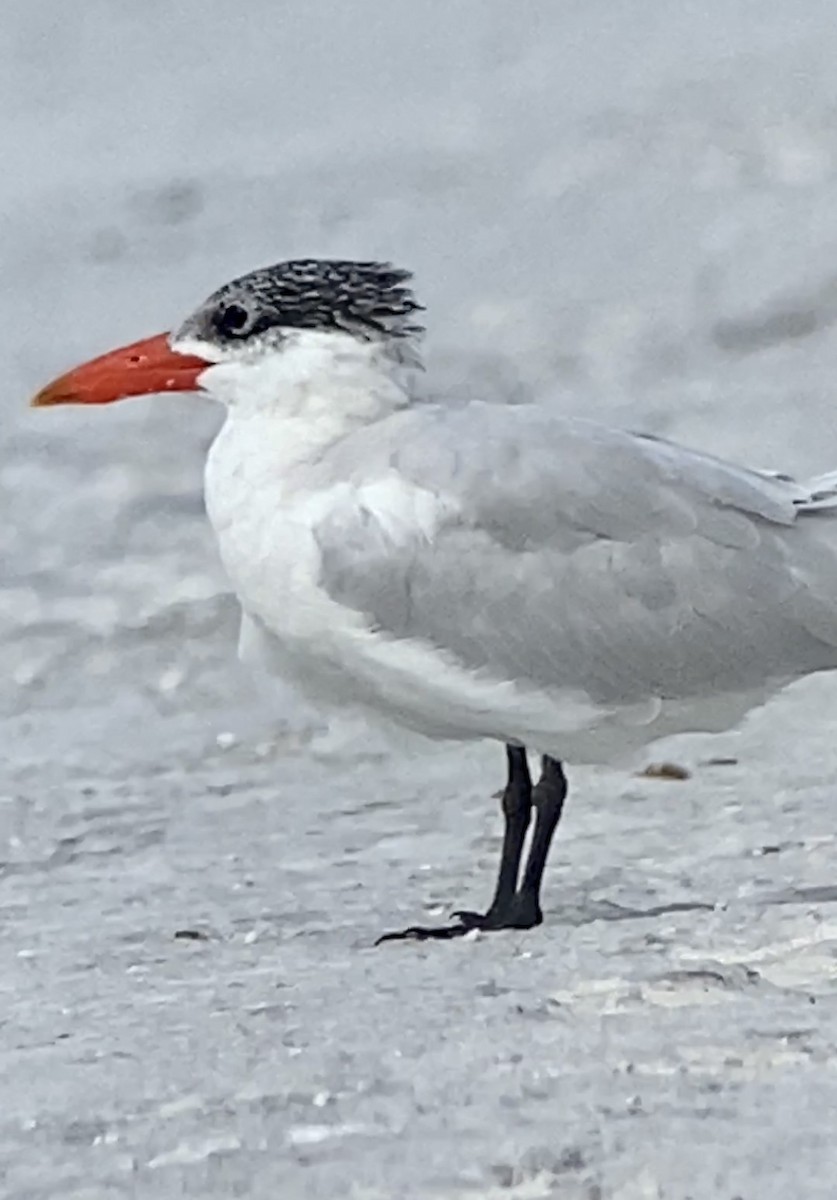 Caspian Tern - Soule Mary