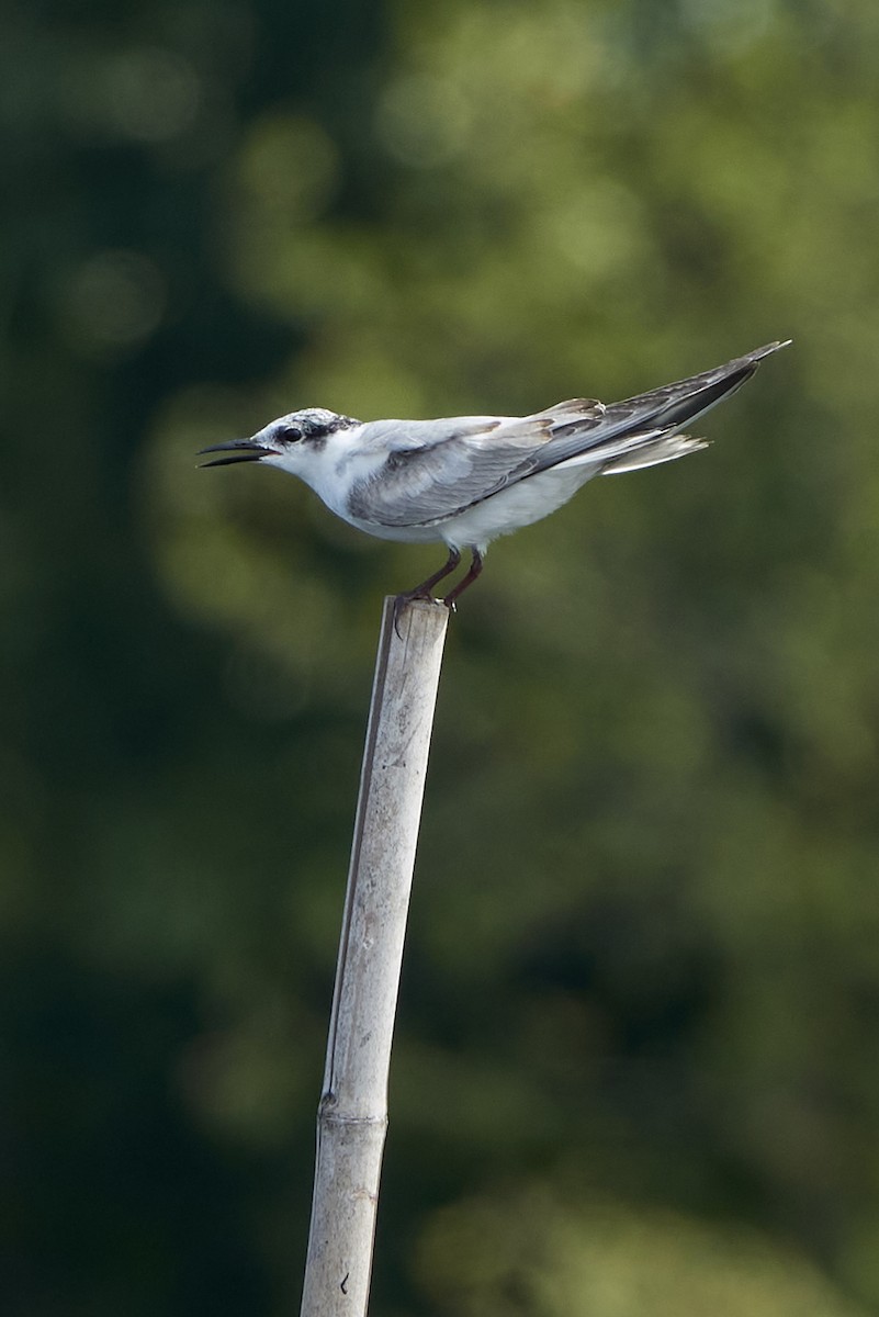 Whiskered Tern - ML540630141