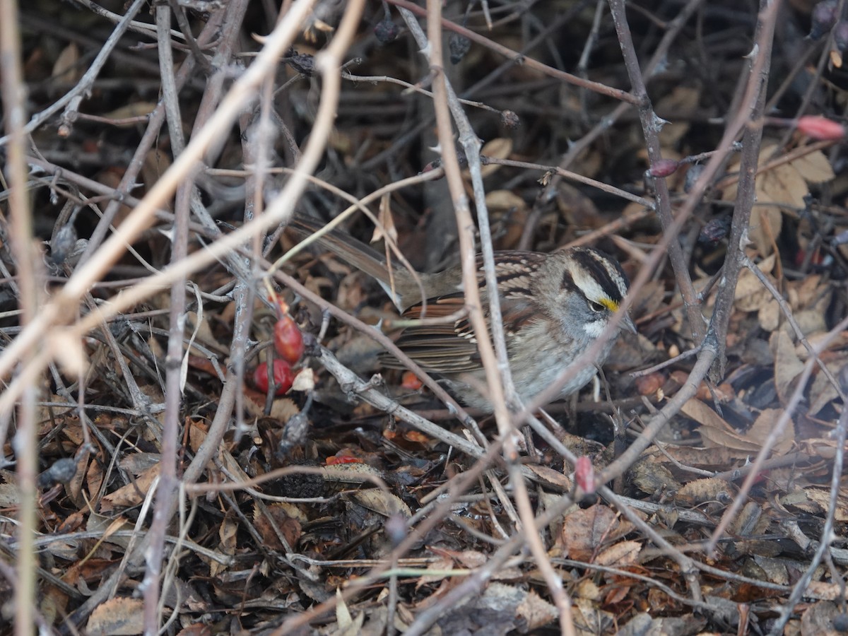 White-throated Sparrow - ML540633141