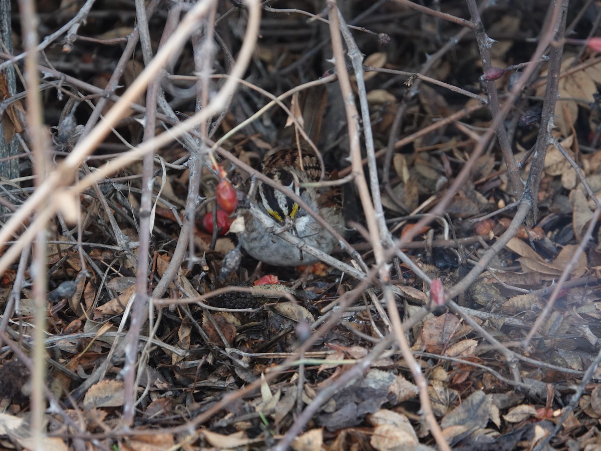 White-throated Sparrow - ML540633241