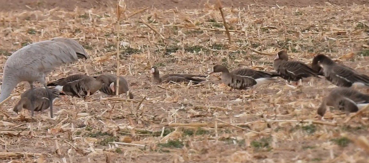 Манхин галуу - ML540633821