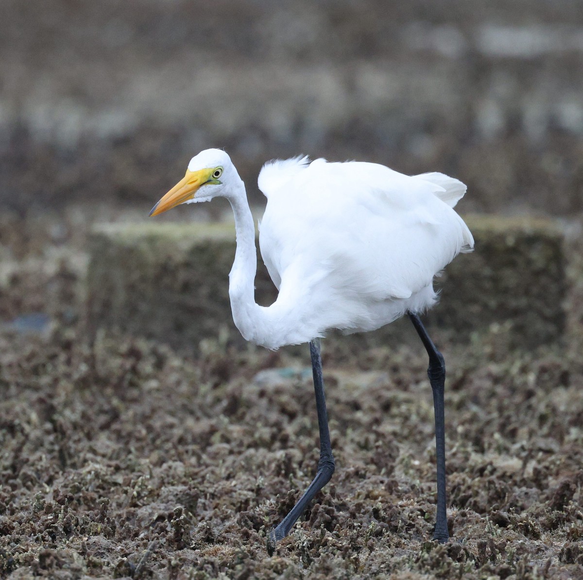 Great Egret - Richard Brewer