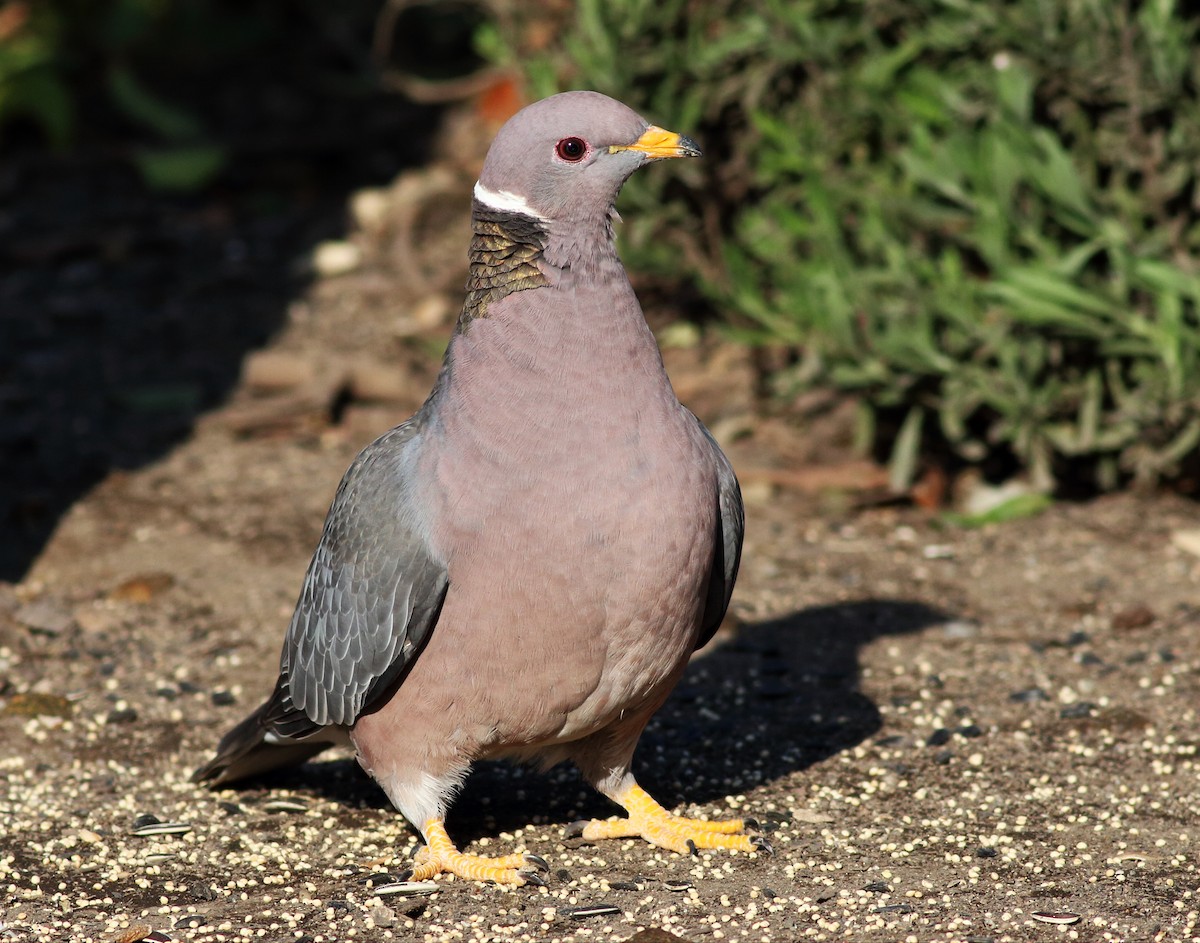 Band-tailed Pigeon - ML54063461