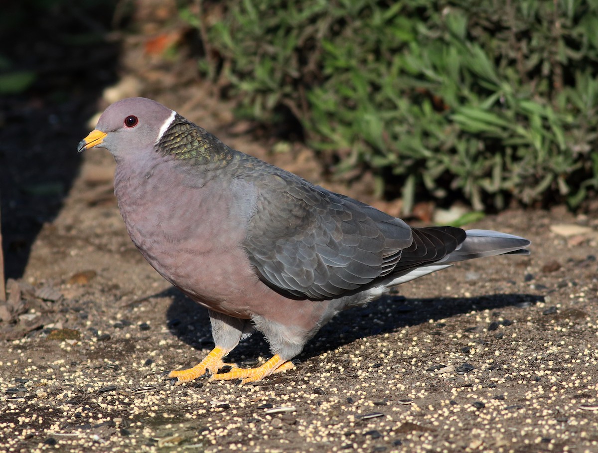 Band-tailed Pigeon - Paul Fenwick