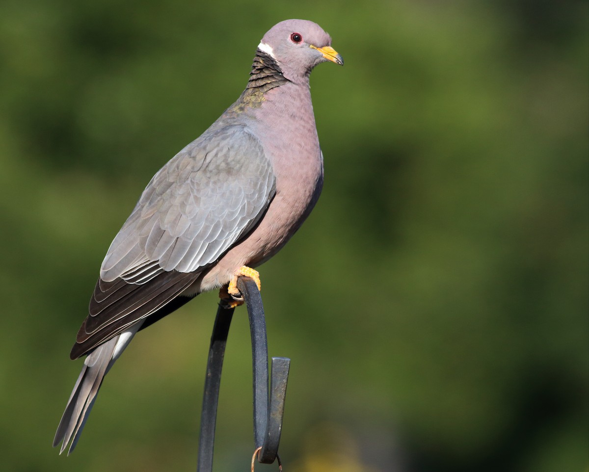 Band-tailed Pigeon - Paul Fenwick
