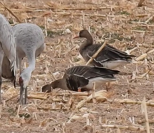 Манхин галуу - ML540635201