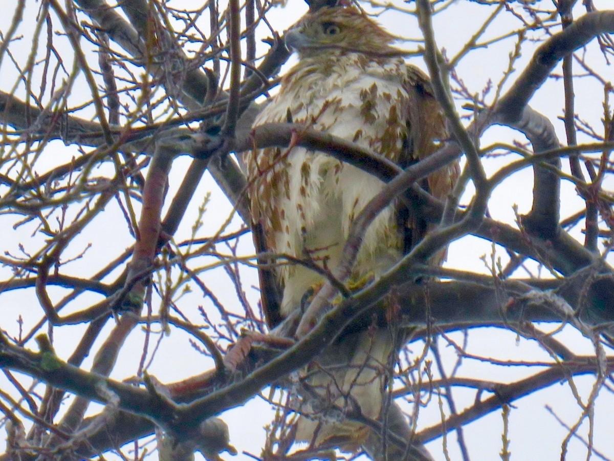 Red-tailed Hawk - ML540635381