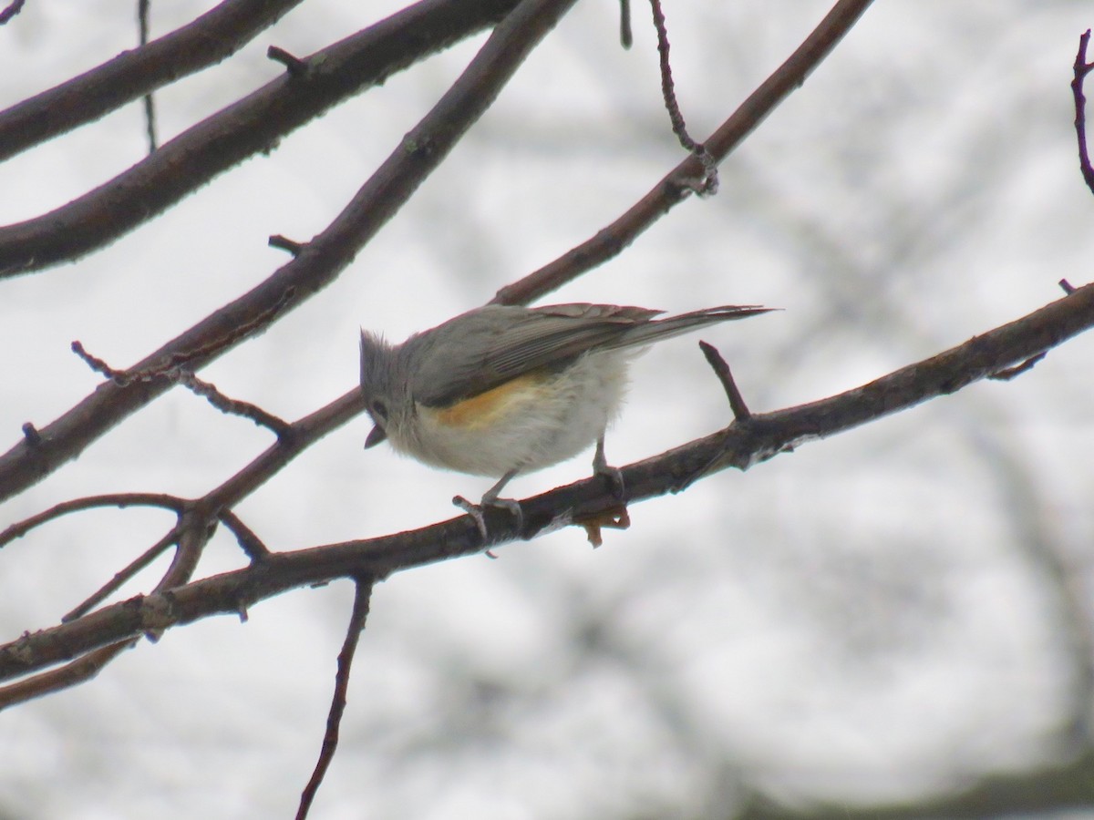 Tufted Titmouse - ML540635421