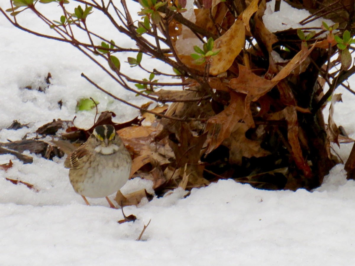 White-throated Sparrow - ML540635641