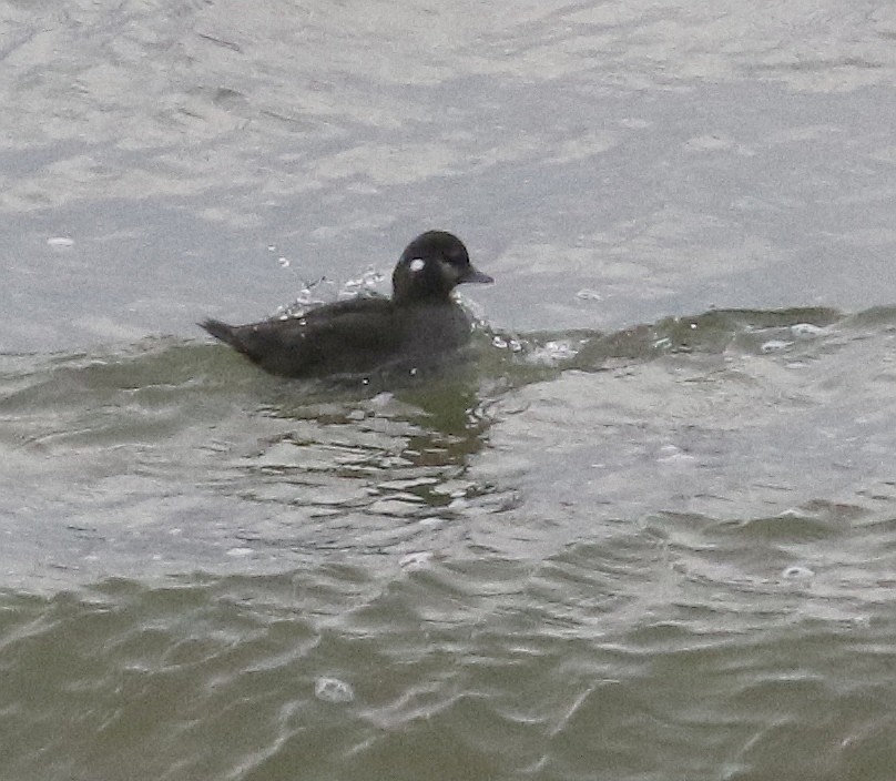 Harlequin Duck - ML540636041