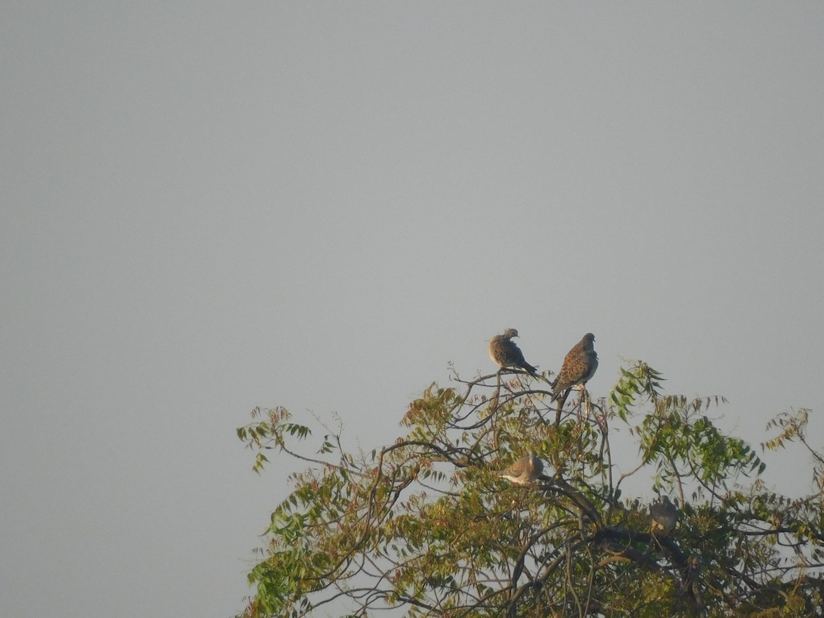 Oriental Turtle-Dove - ML540636161