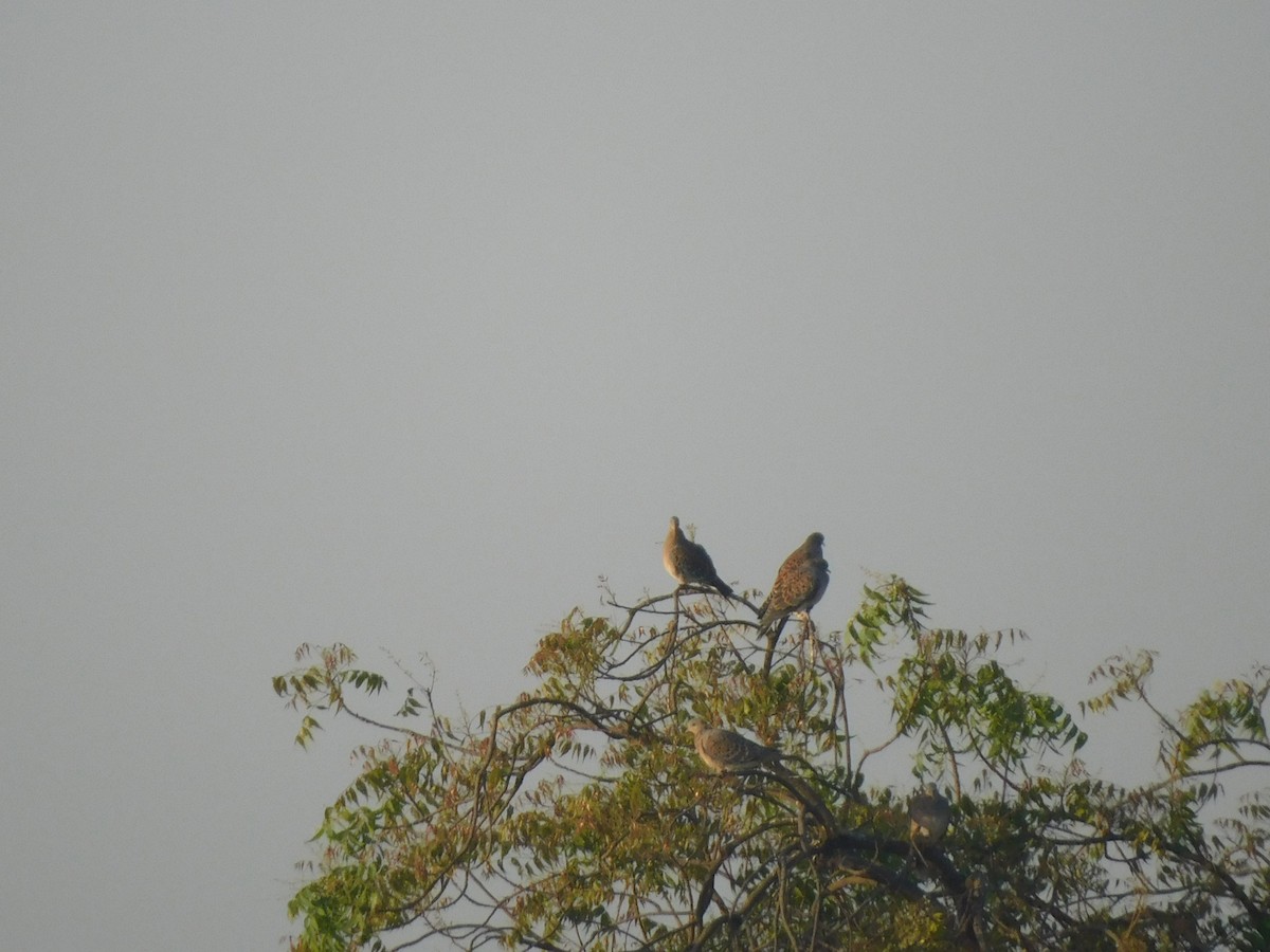 Oriental Turtle-Dove - ML540636171