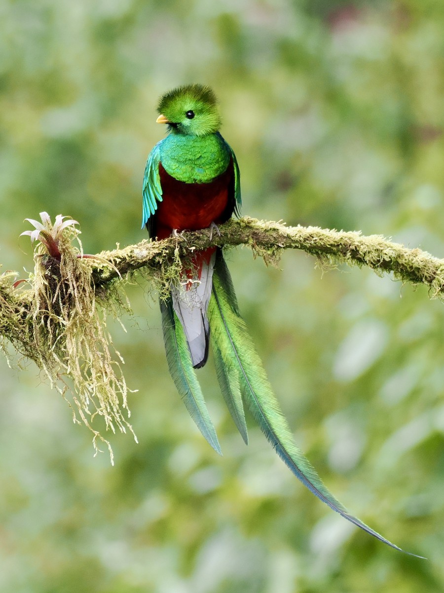 Resplendent Quetzal - Gabriel Willow