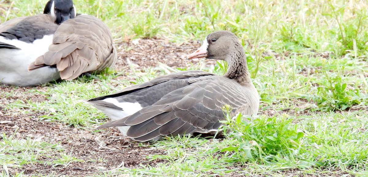 Greater White-fronted Goose - ML540637691