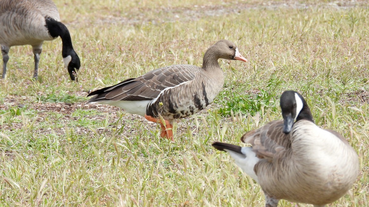 Greater White-fronted Goose - ML540637701