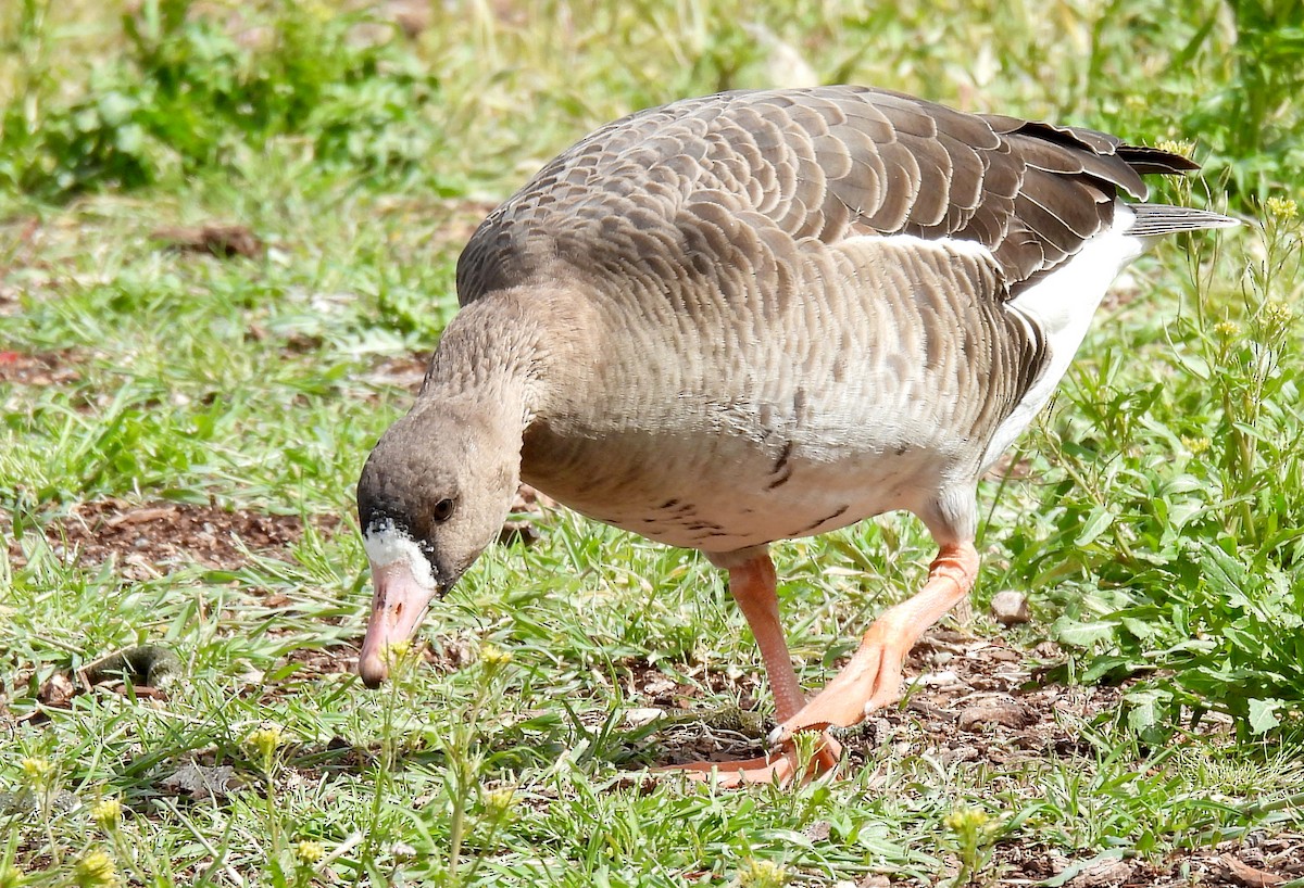 Greater White-fronted Goose - ML540637721