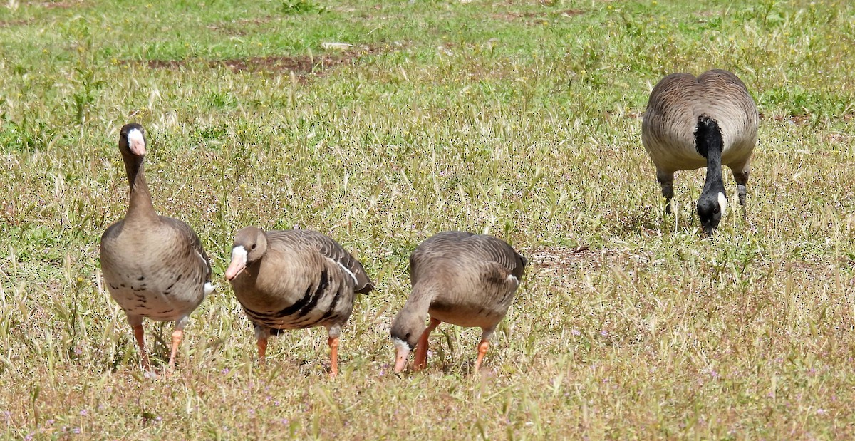Greater White-fronted Goose - ML540637731