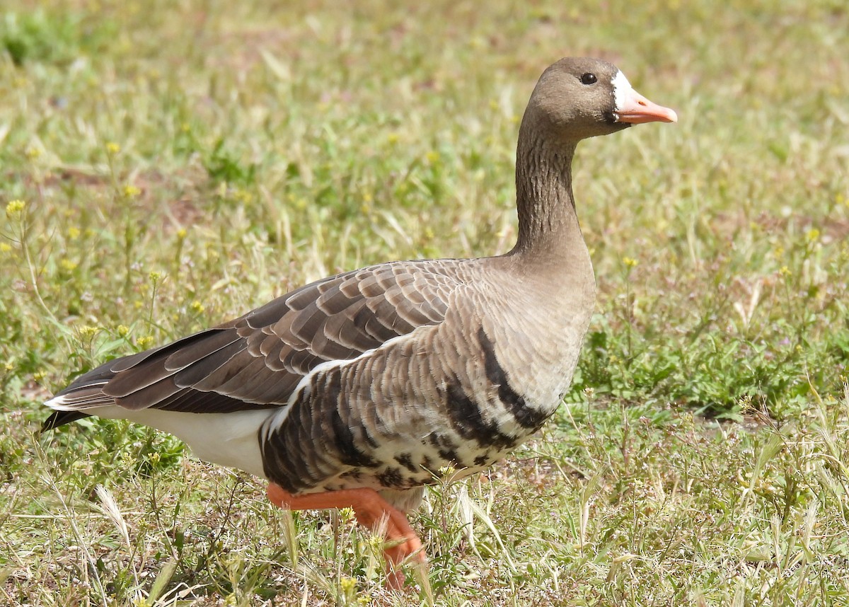 Greater White-fronted Goose - ML540637751