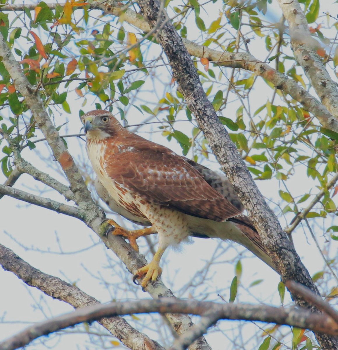 Red-tailed Hawk - ML540638351