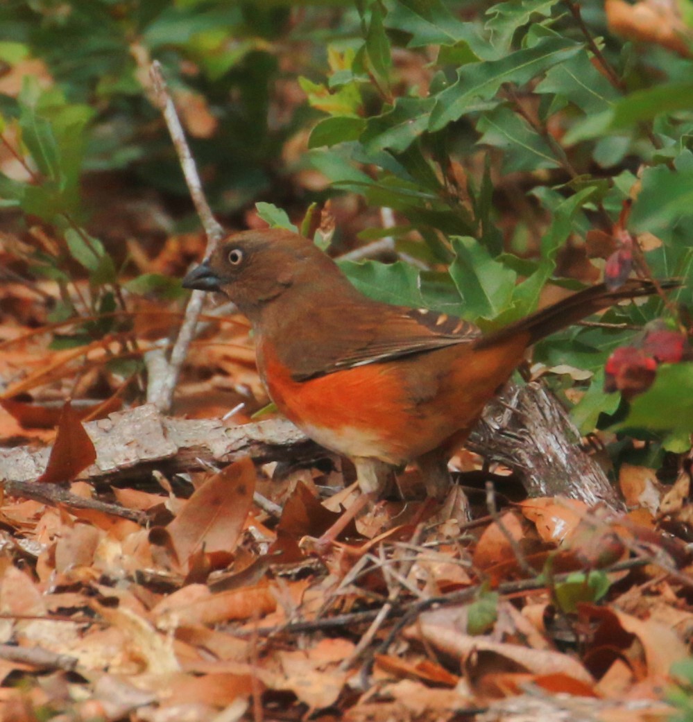 Eastern Towhee - ML540638661