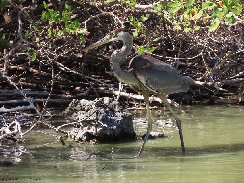 Great Blue Heron - ML540639511