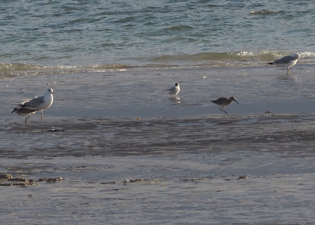 Playero Aliblanco - ML540639801