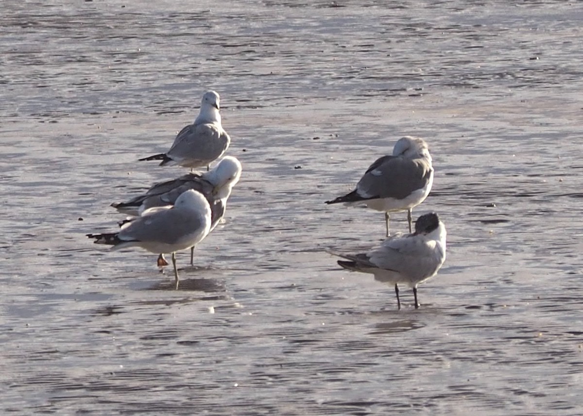 Caspian Tern - ML540639921