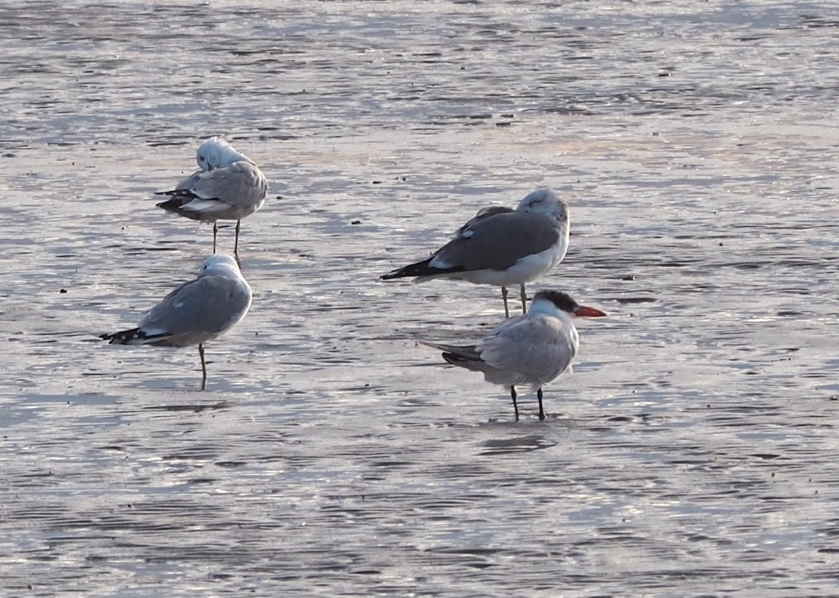 Caspian Tern - ML540639931