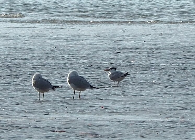 Caspian Tern - ML540639941