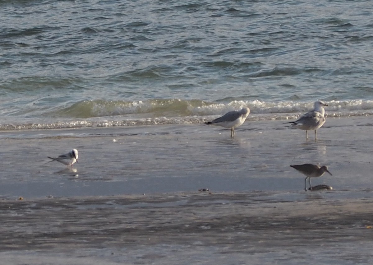 Forster's Tern - ML540640031