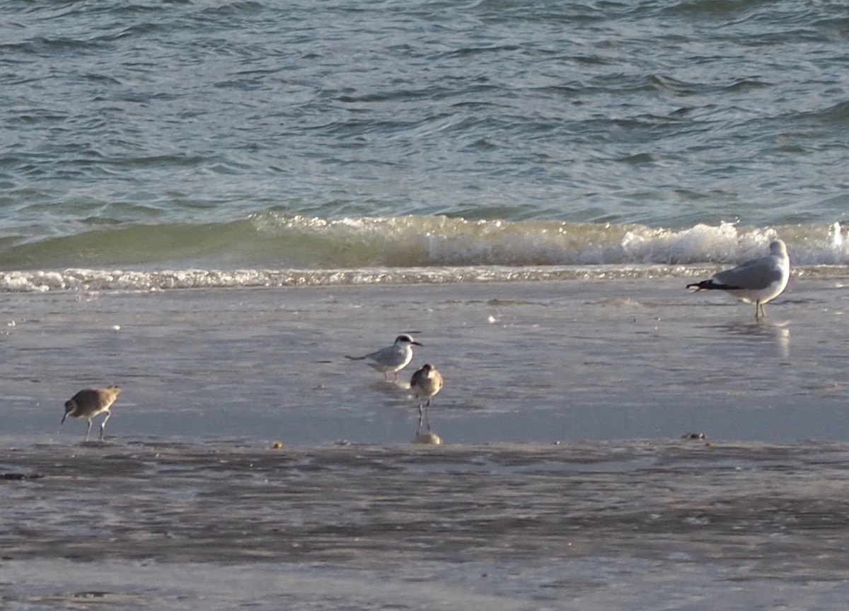 Forster's Tern - Maya Heubner