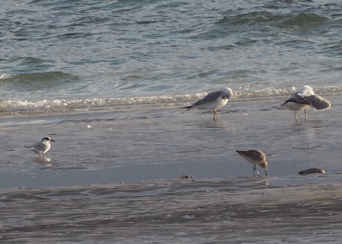 Forster's Tern - ML540640051