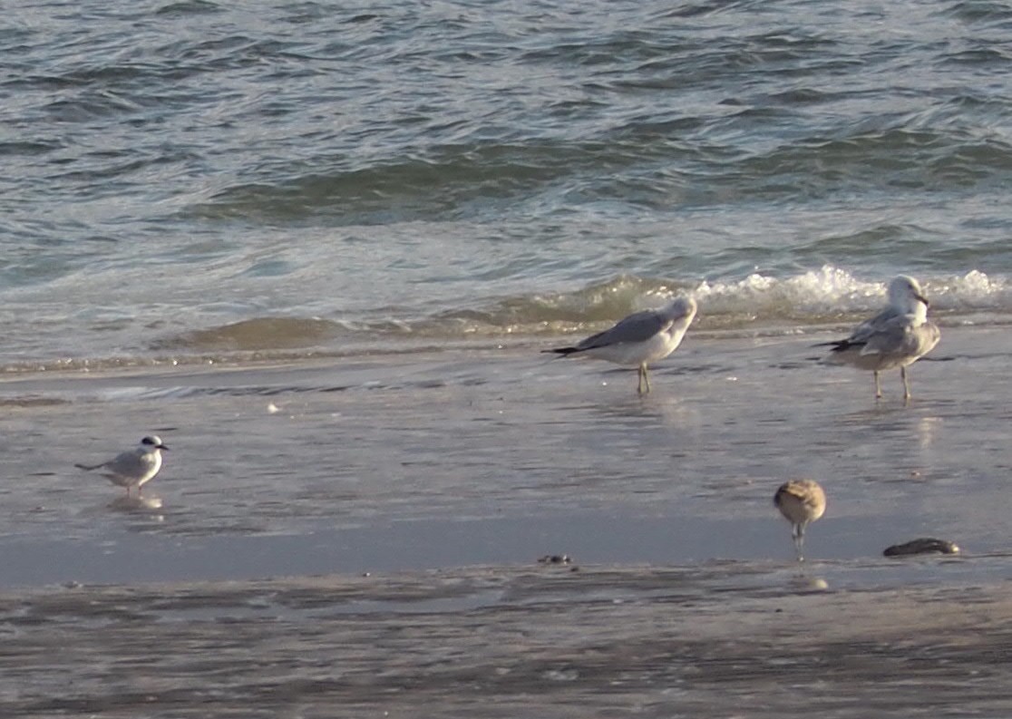 Forster's Tern - ML540640061