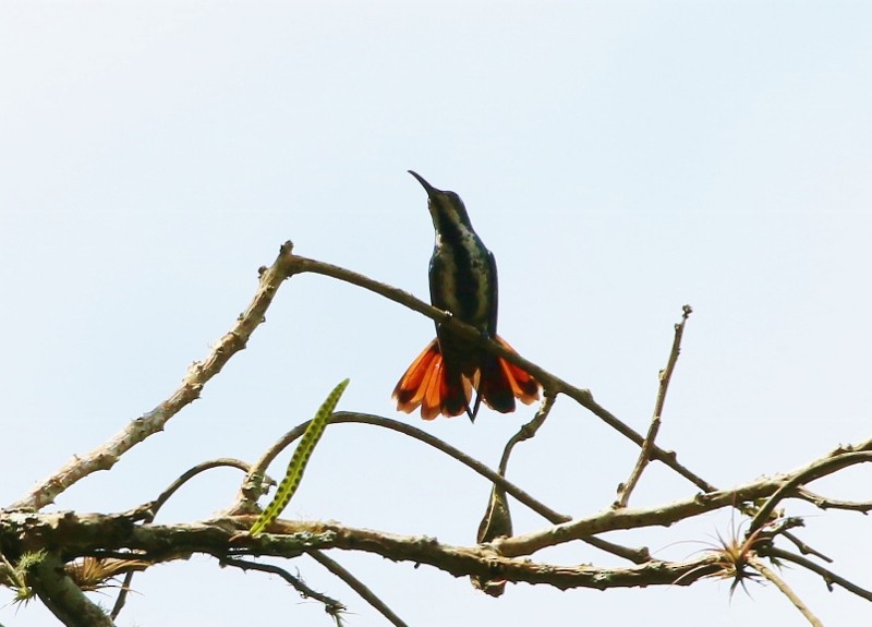 kolibřík tropický - ML54064101