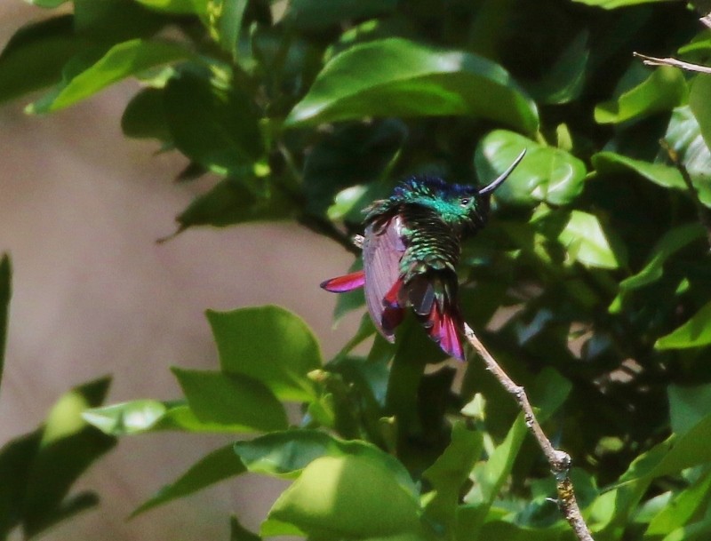 kolibřík tropický - ML54064111