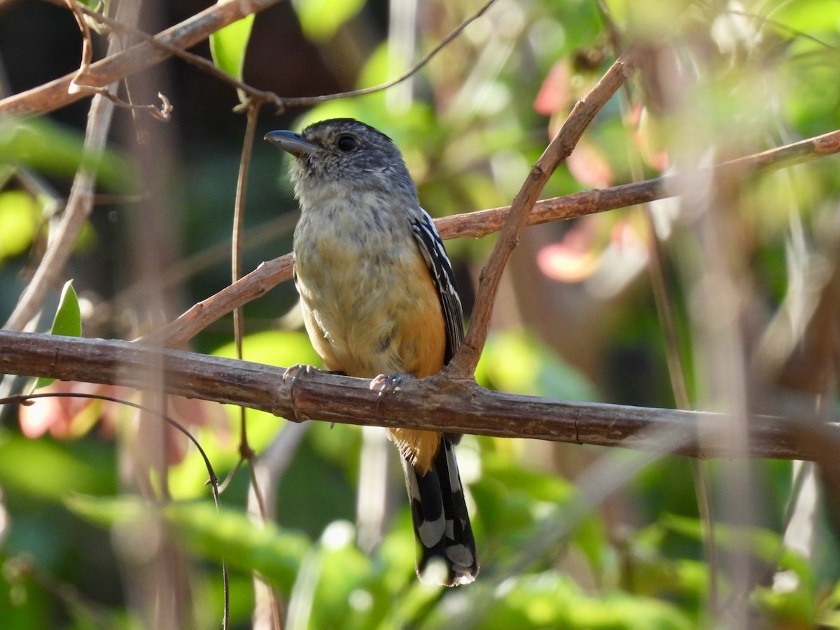 Variable Antshrike - ML540641471