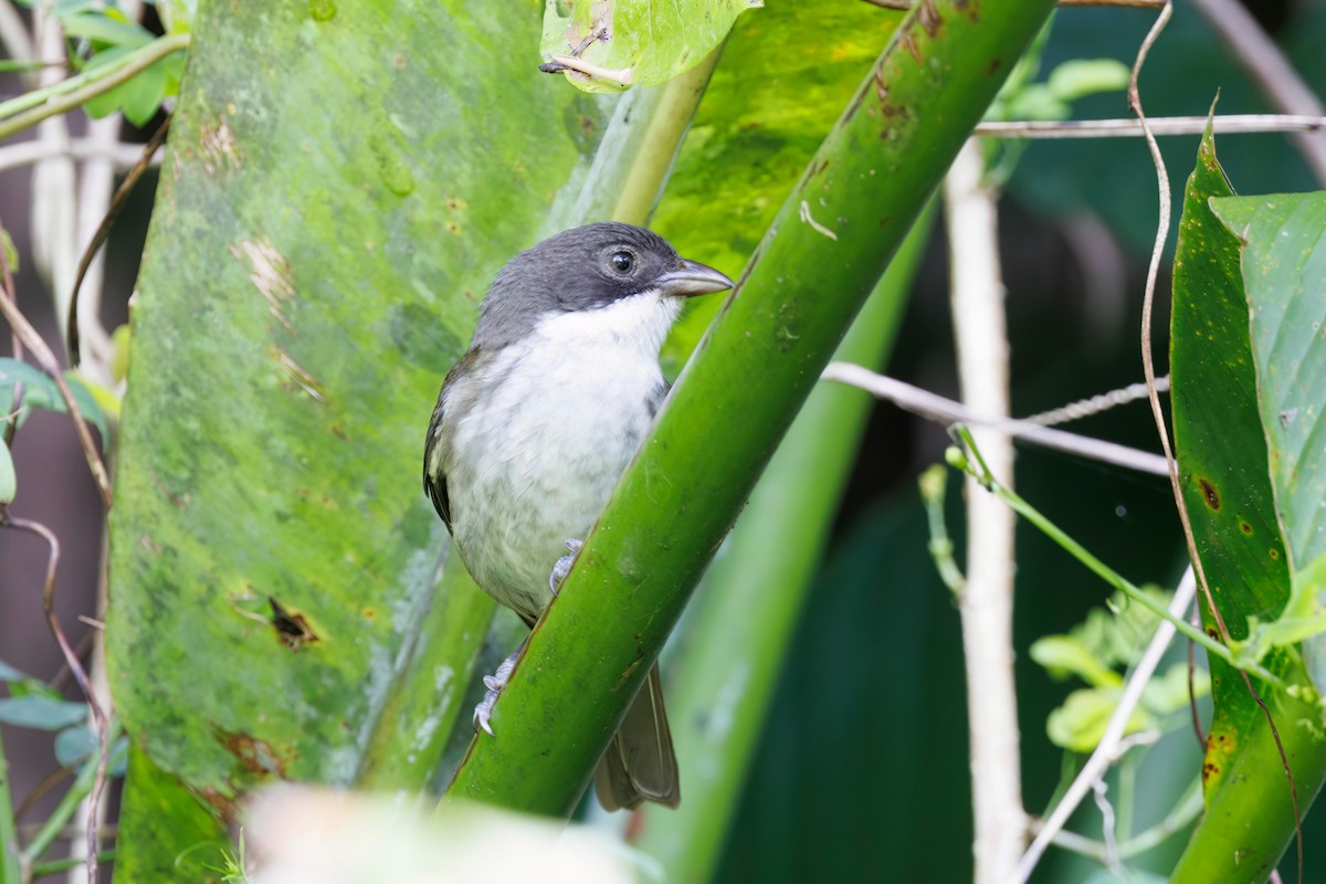 Puerto Rican Tanager - ML540644091