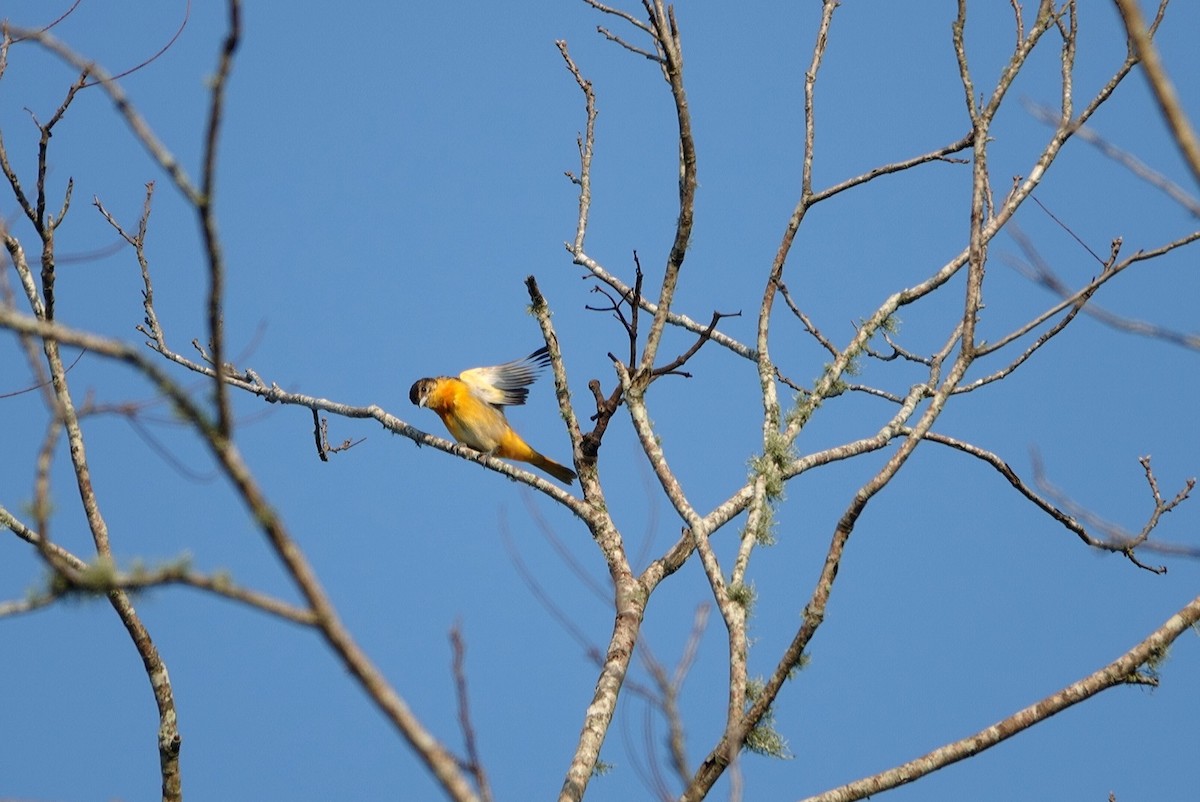 Baltimore Oriole - ML540645461