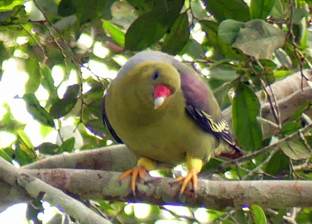 Colombar à front nu - ML540645721