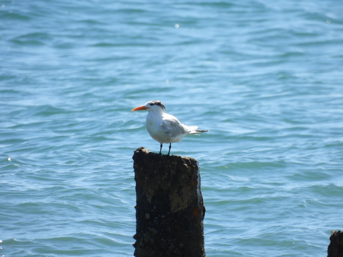 Royal Tern - ML540646031