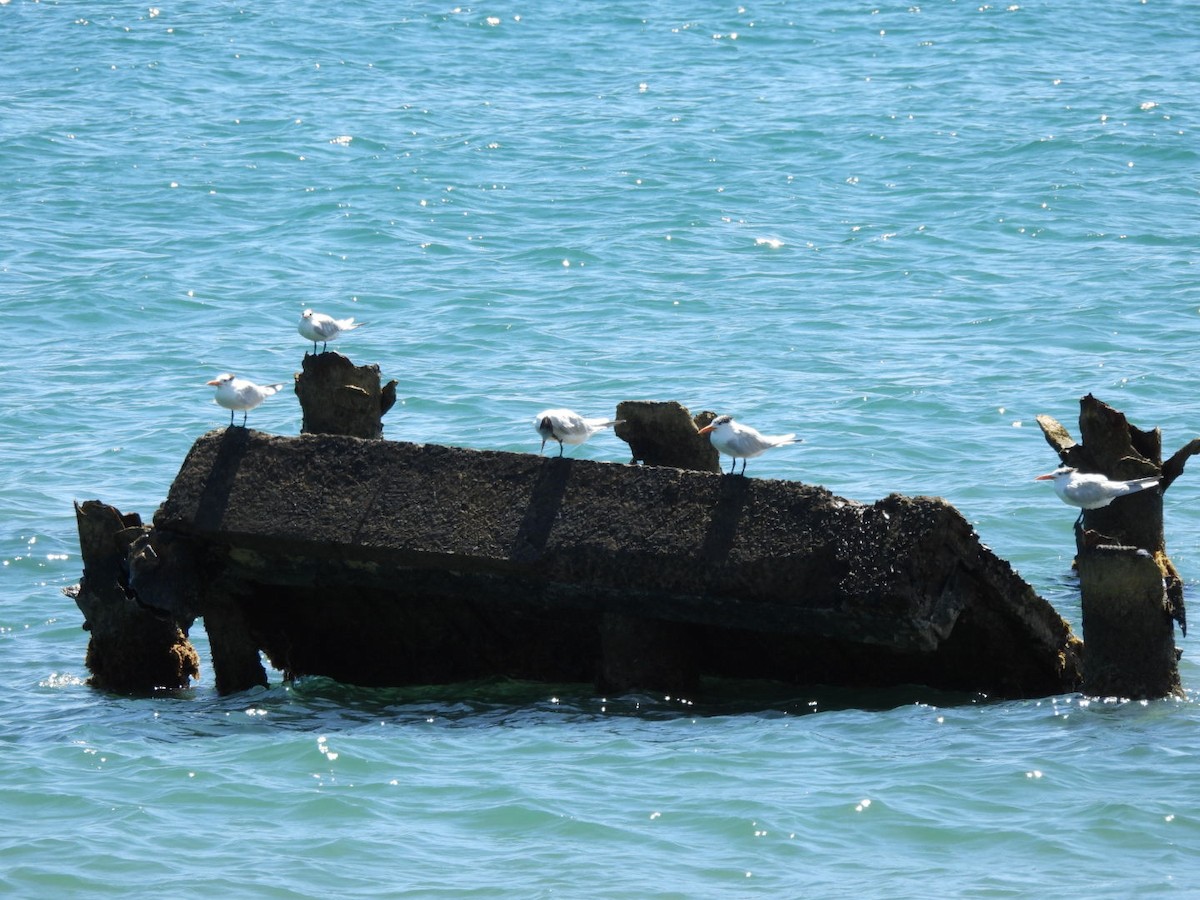 Royal Tern - ML540646071