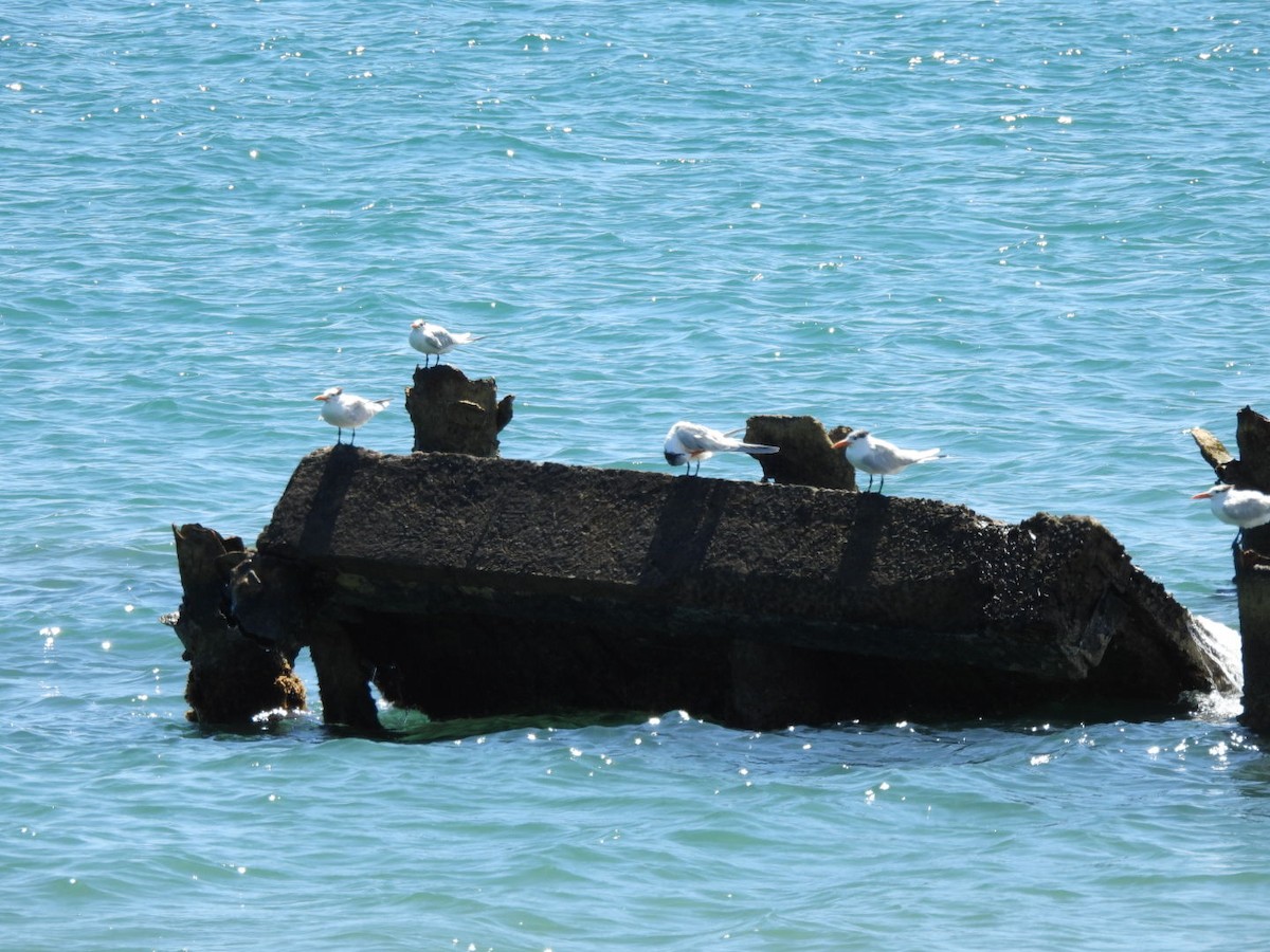 Royal Tern - ML540646081