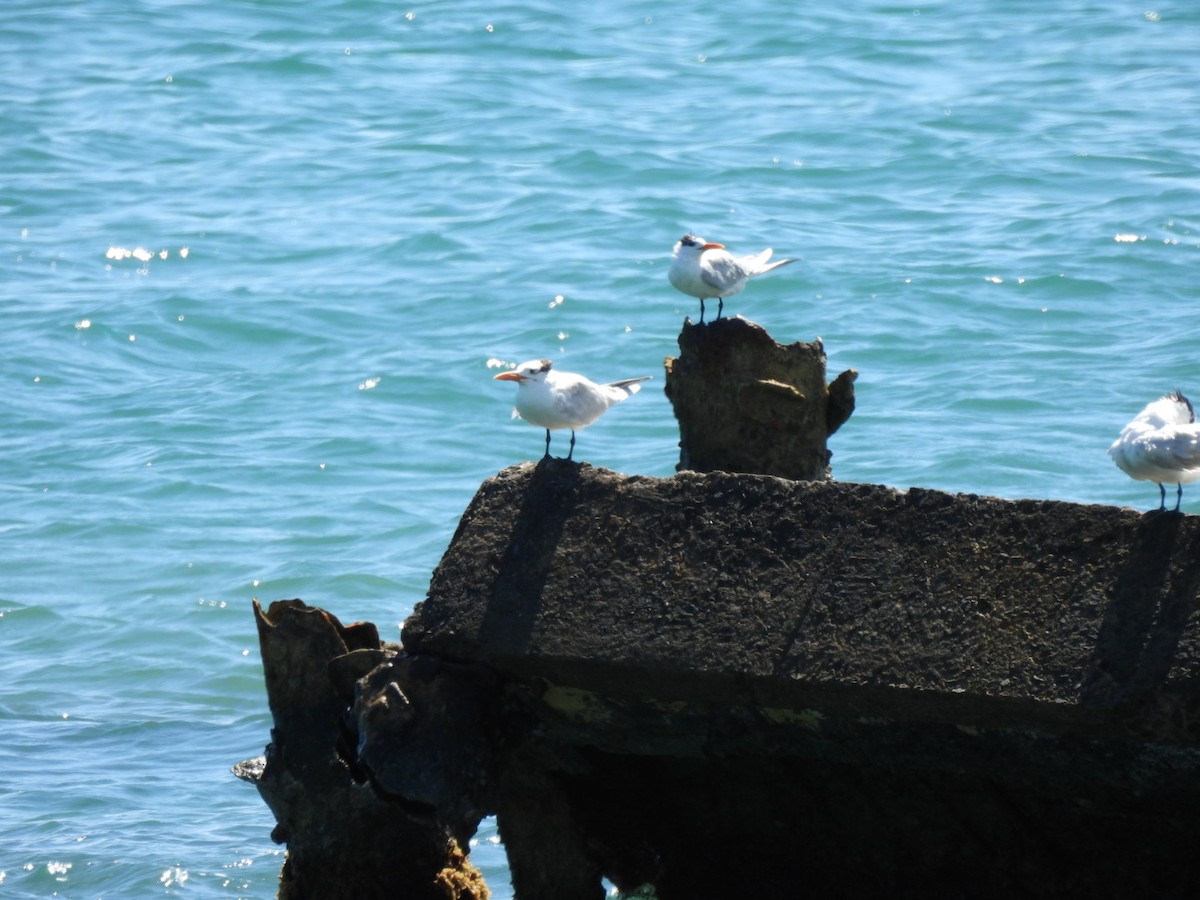 Royal Tern - ML540646091