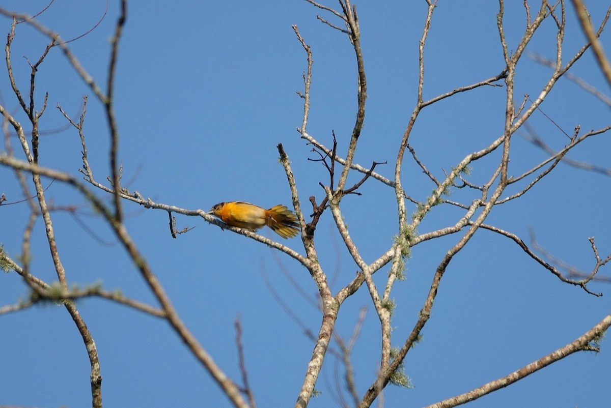 Baltimore Oriole - deborah grimes