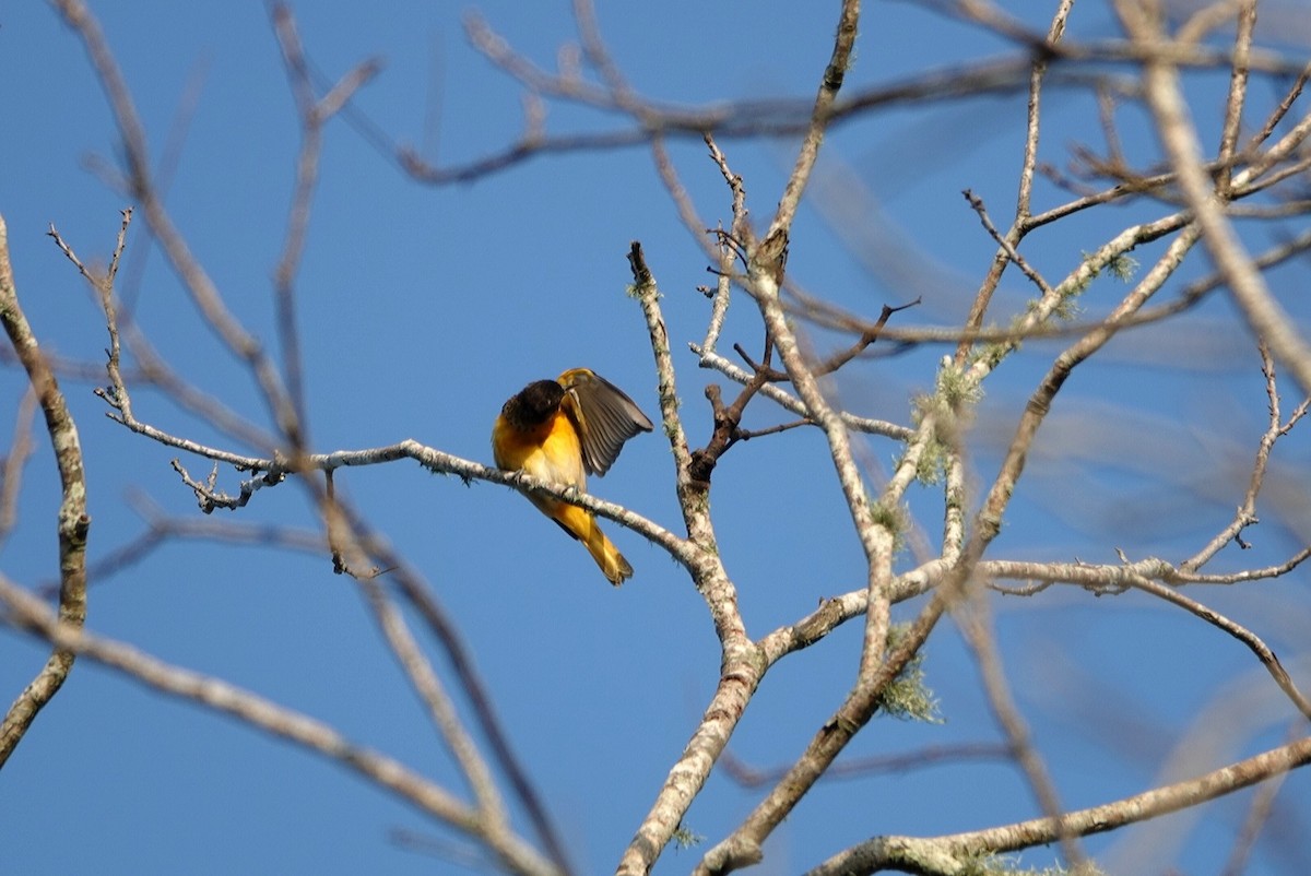 Baltimore Oriole - ML540646611