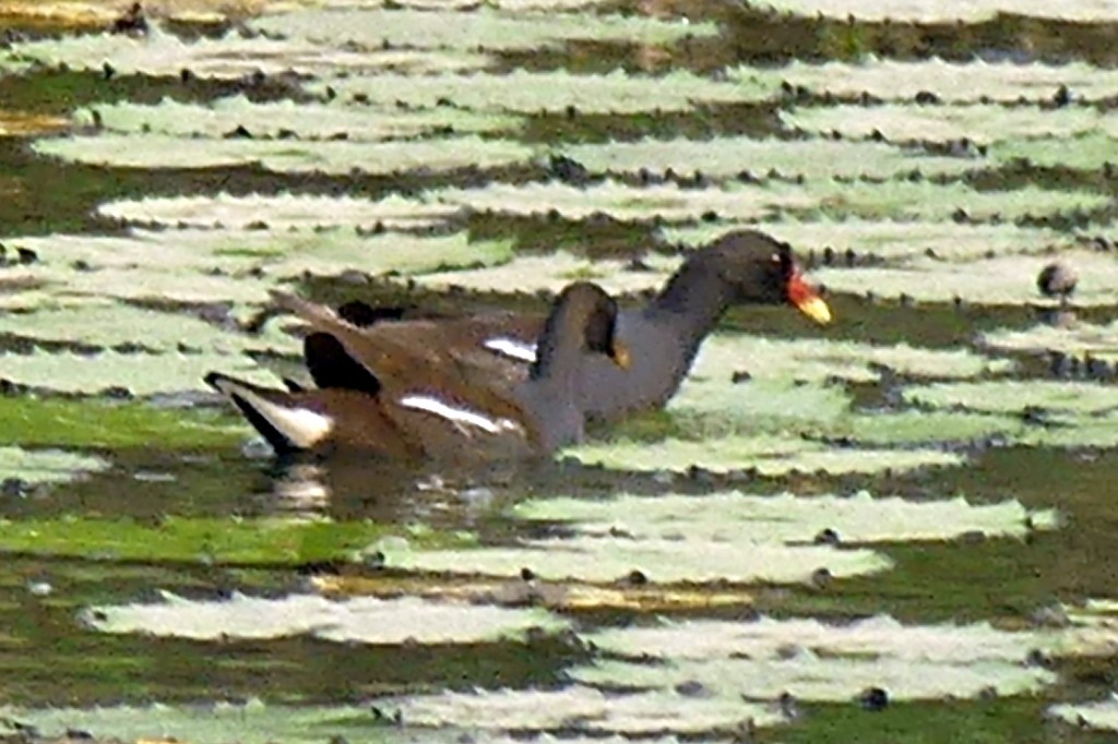 Gallinule poule-d'eau - ML540646931