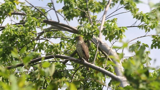 Ridgway's Hawk - ML540647471