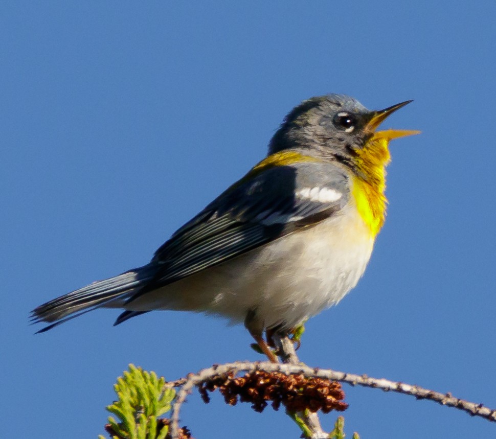 Northern Parula - Peter Quadarella