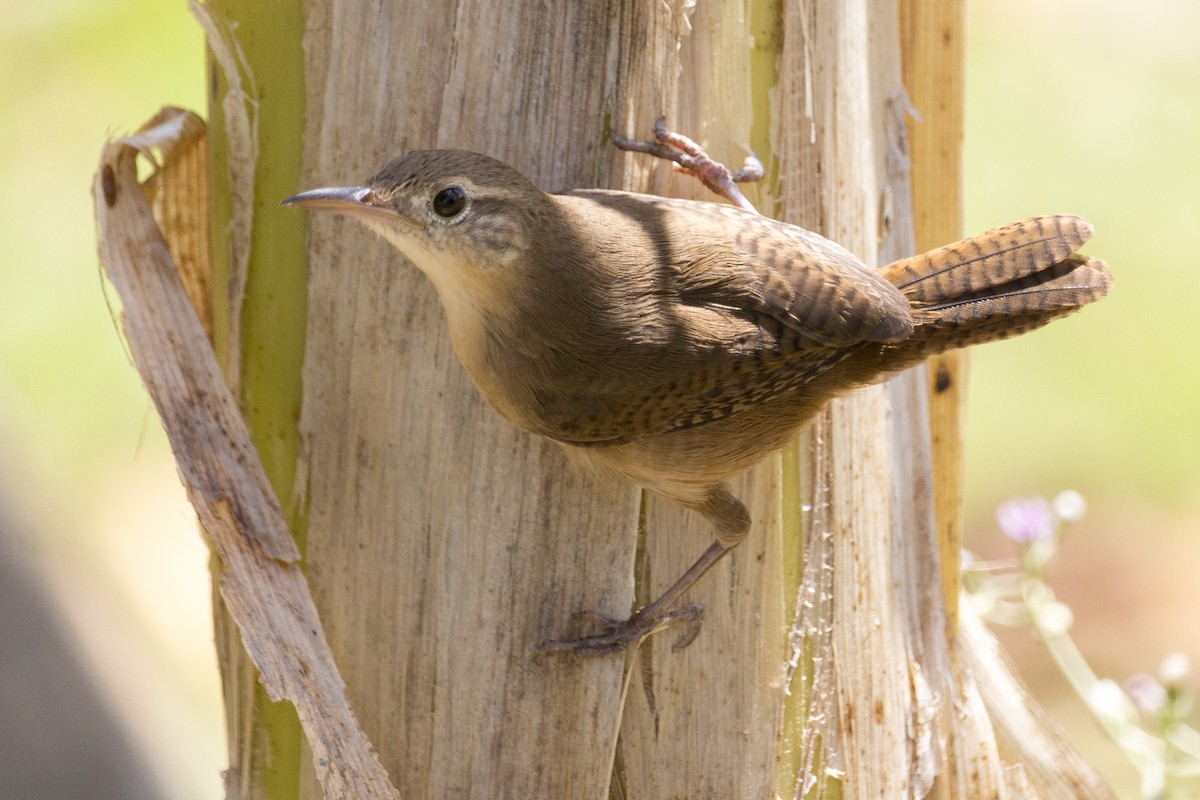 House Wren - Oswaldo Hernández Sánchez