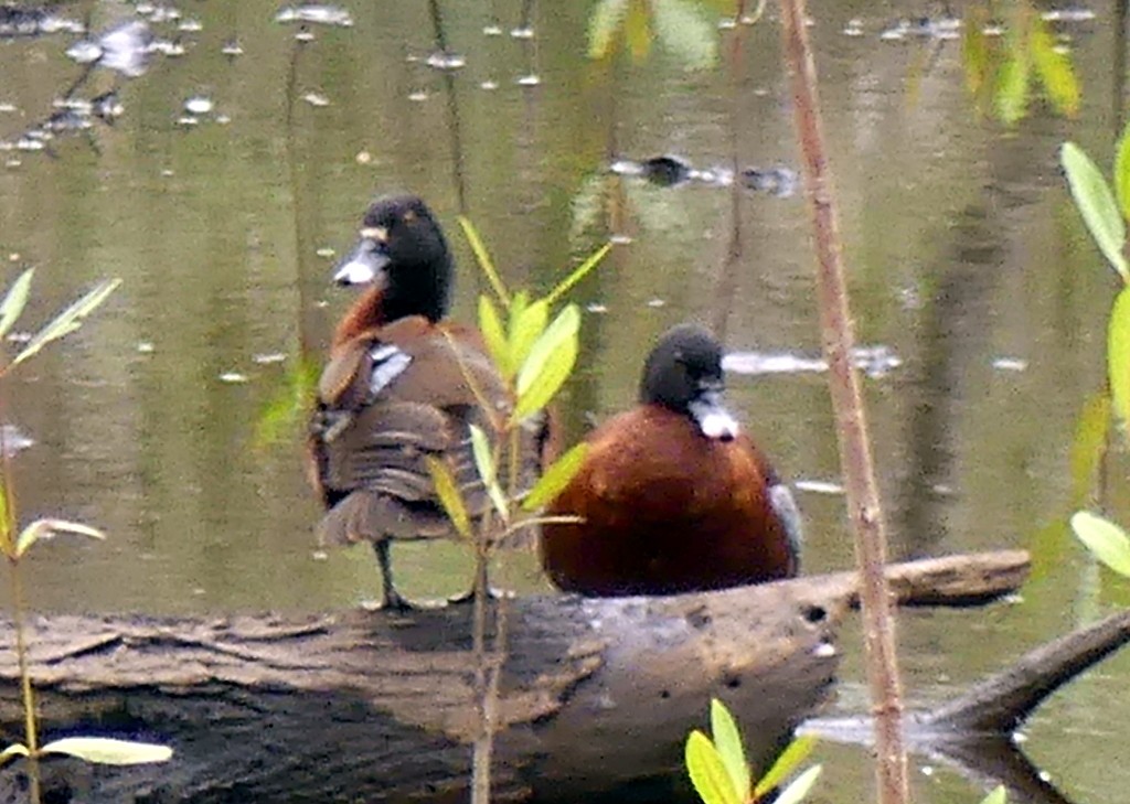 Hartlaub's Duck - ML540647921